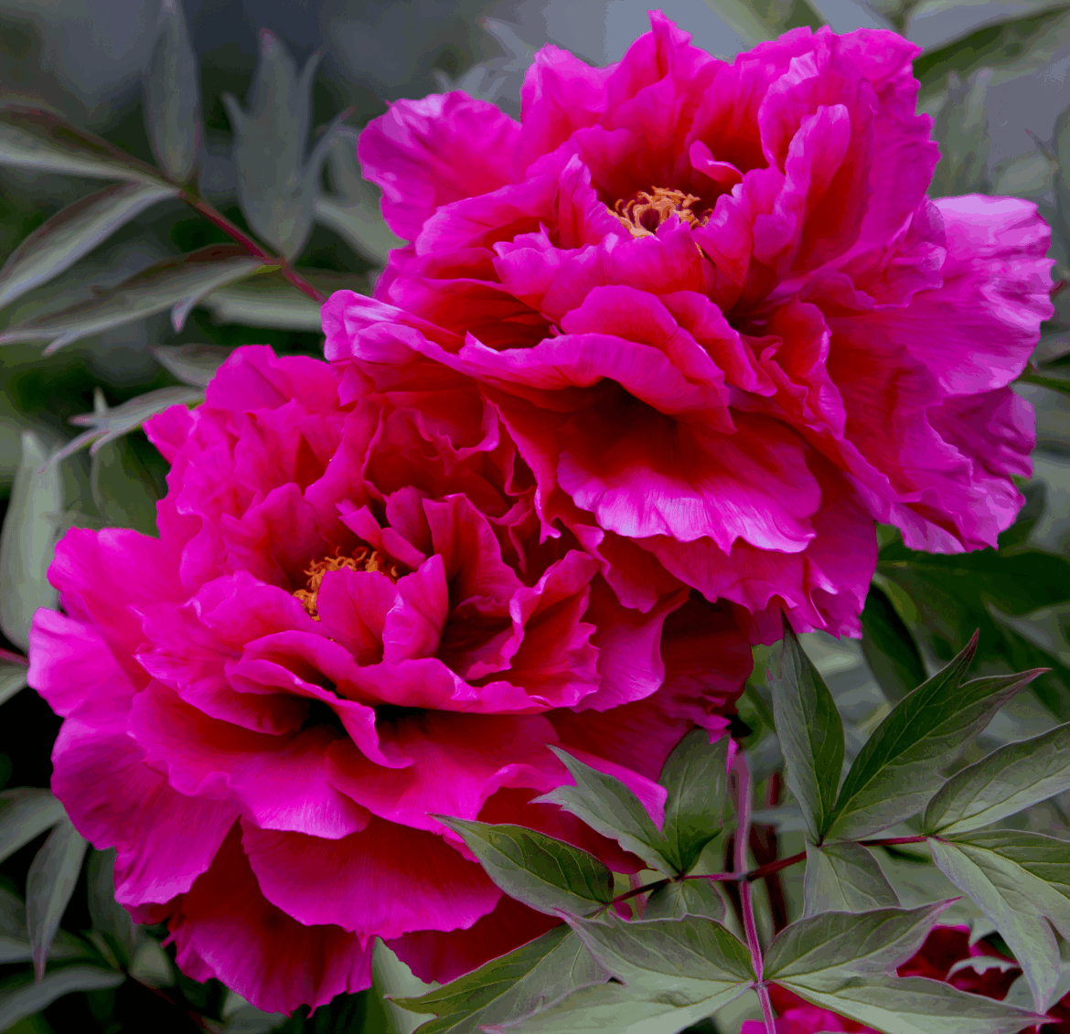 🩷Pink double peony🩷[OC]