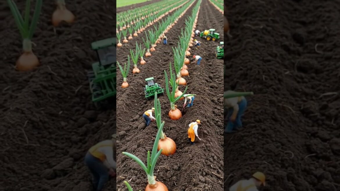 Transplanting Onion Seedlings in a Tiny World