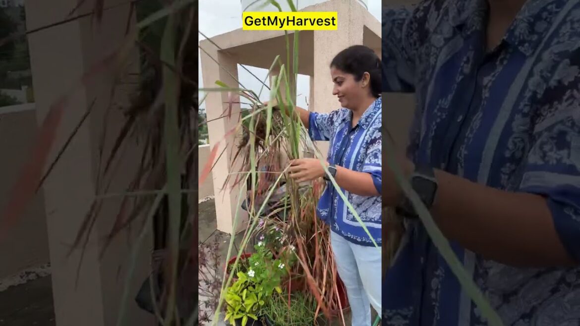 Harvesting Lemon Grass & Important Tips | October Mein Lemon Grass ko karna hai yeh #shorts