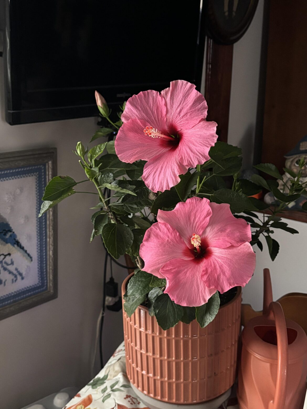 We woke up to this beautiful sight this morning.