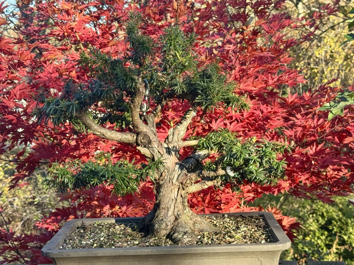 English Yew against the fall colors of my landscape Japanese Maple