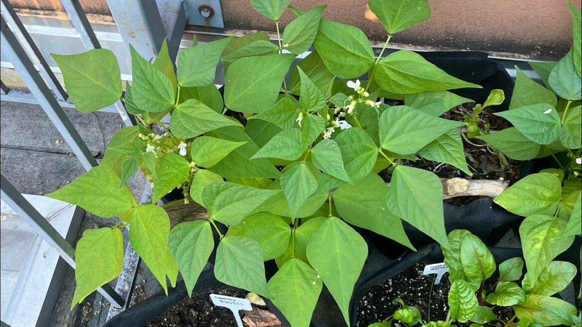 Rooftop container garden (the beginning)