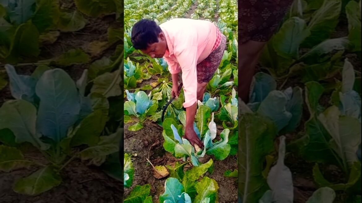 đźšś Early Morning Cauliflower Harvest | Farm Fresh for Sale #shorts đźšś Early Morning Cauliflower Harvest | Farm Fresh for Sale #shorts
