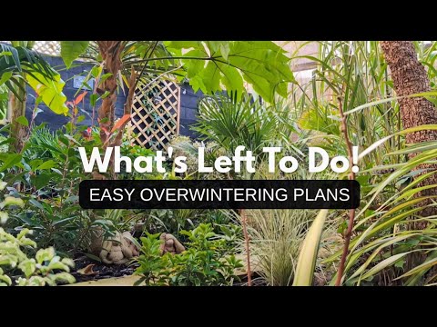 146. Tropical Garden with EASY/SIMPLE Overwintering Plans.. 146. Tropical Garden with EASY/SIMPLE Overwintering Plans..