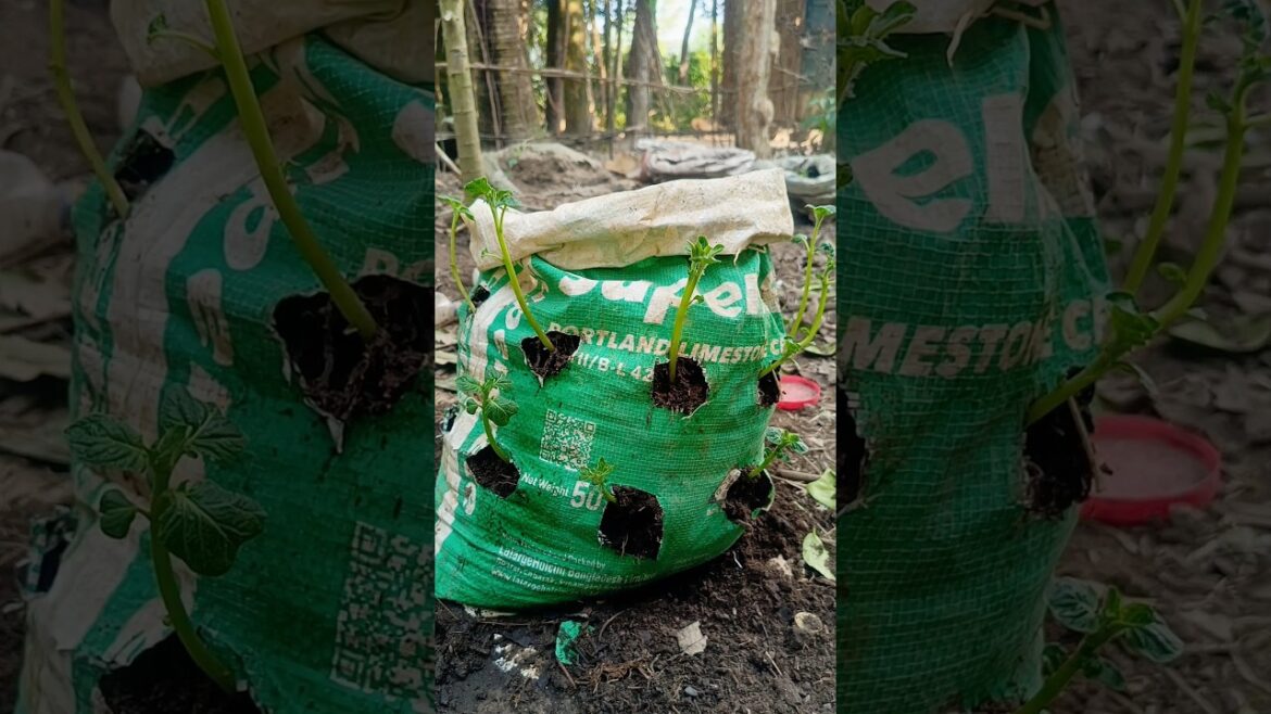 Grow POTATOES Like a Pro in a Bag #garden