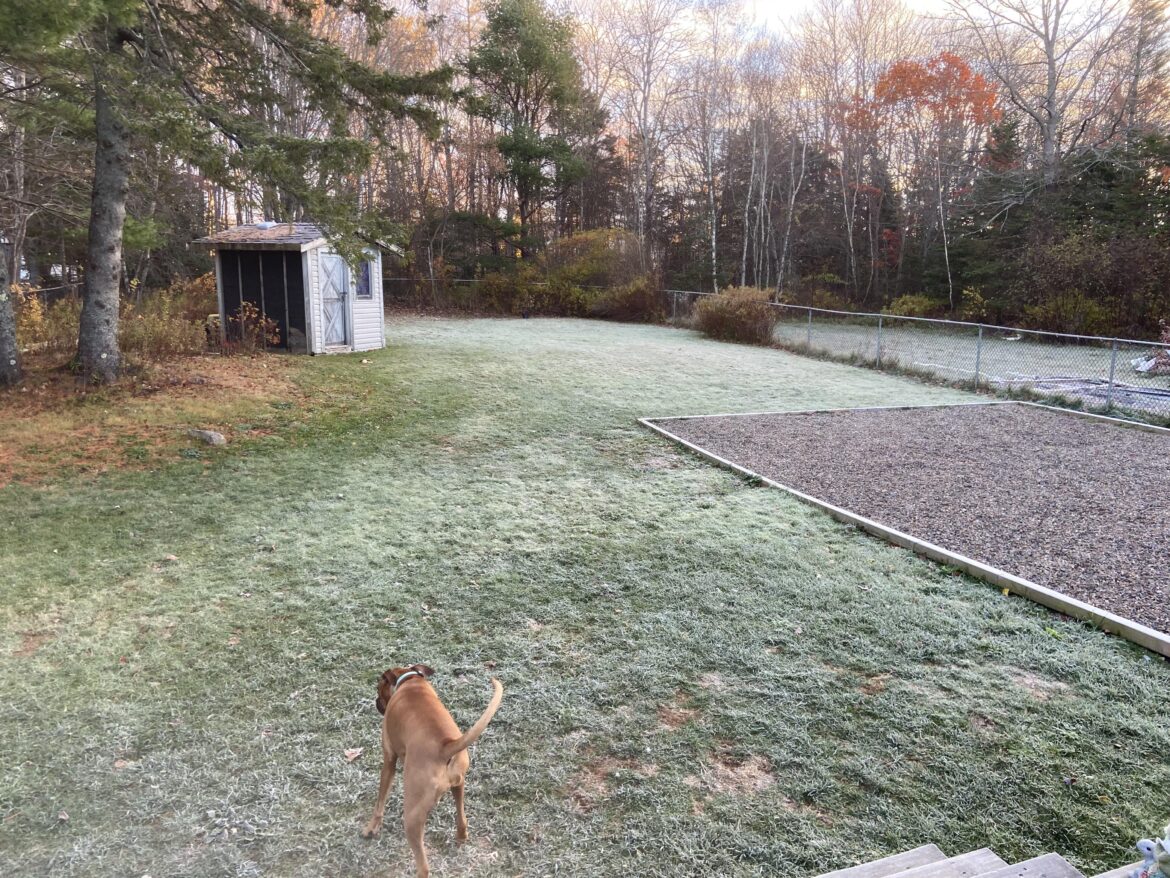 Big yard lots of dogs! Where to start