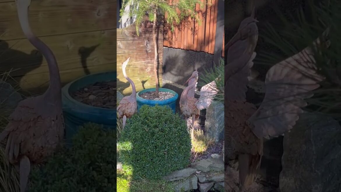 Animal week at Japanese Garden Bristol and its Crane day!!