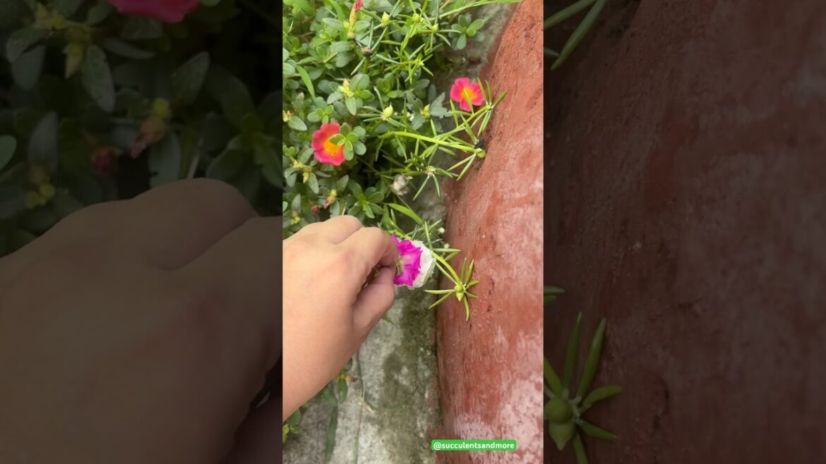 Want to get a new COLORED Flower in MOSS ROSE? 🌱🌸❤️#mossroseplant #garden #flowers #shorts #trend Want to get a new COLORED Flower in MOSS ROSE? 🌱🌸❤️#mossroseplant #garden #flowers #shorts #trend