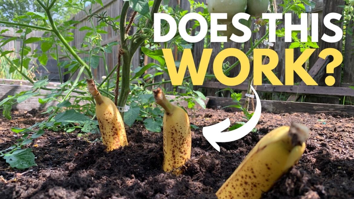 Odd Gardening Tips [That Actually Work]