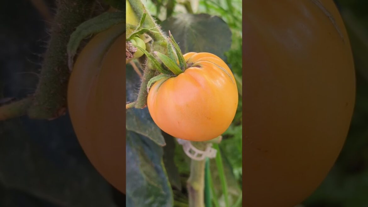 Progress in the Greenhouse | Slacker Gardening