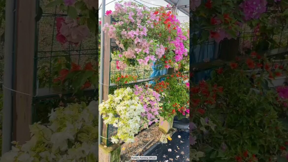 Cozy Outdoor Decor 🌿🌼 You'll Love Sweet Garden Decor 🌸💚 #gardening #asmr #plants #flower #nature