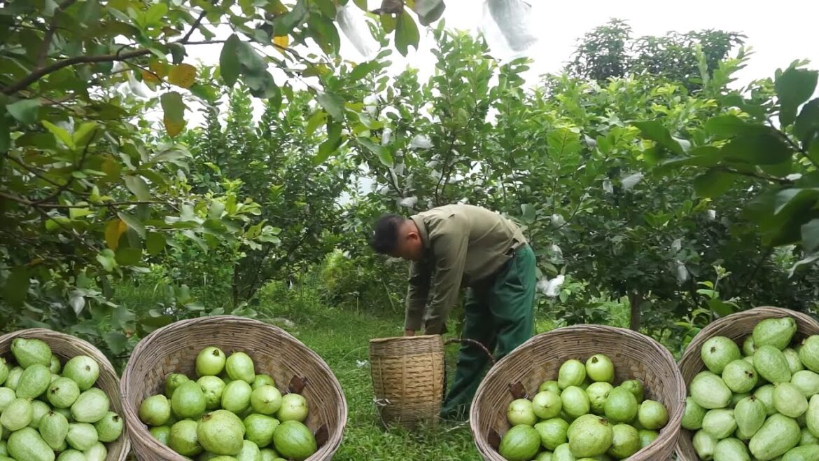 Finishing The Vegetable Garden To Store Food For Winter&Harvesting Fresh Guava To Sell At The Market Finishing The Vegetable Garden To Store Food For Winter&Harvesting Fresh Guava To Sell At The Market