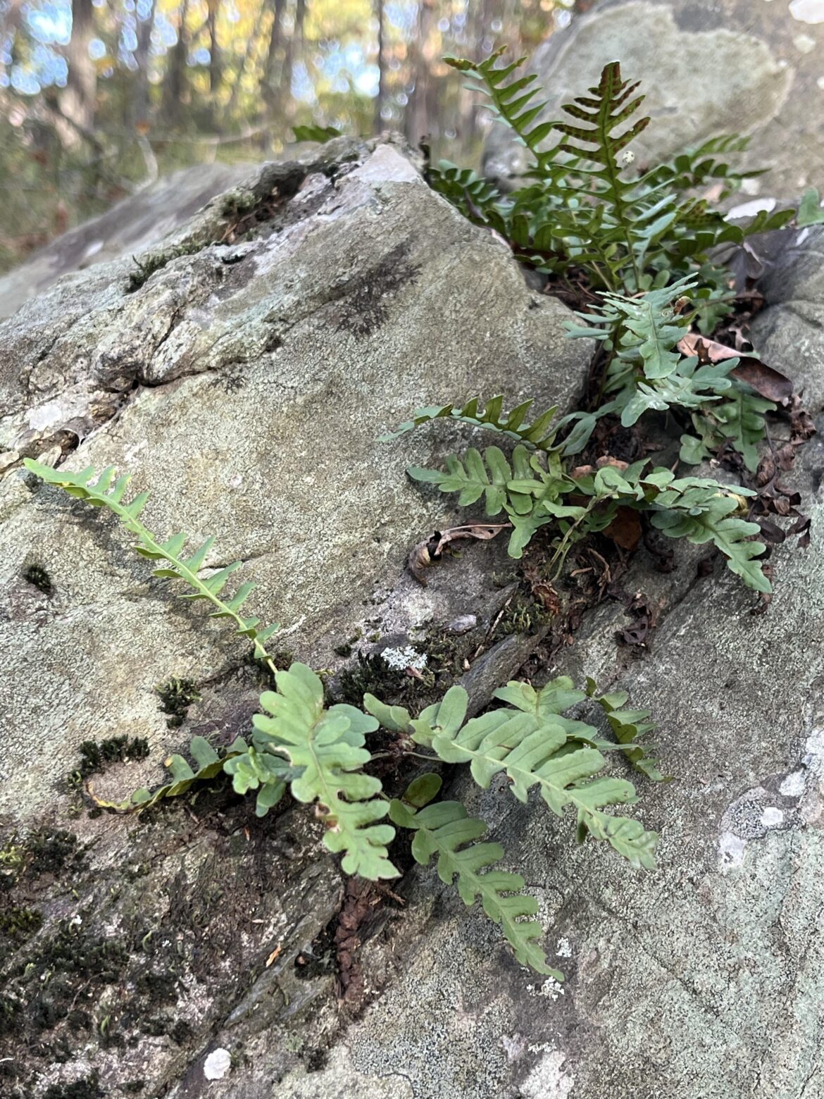 Polypodium vulgare (Common polypody)[oc]