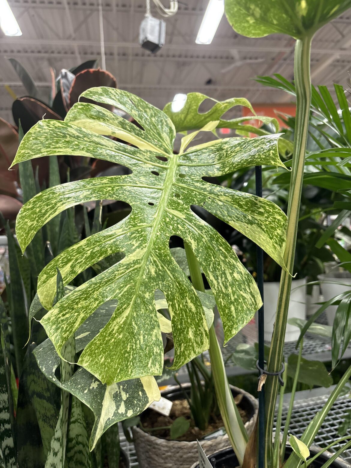 Very marbled Thai con