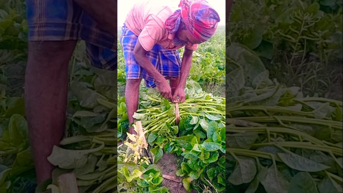 Morning Routine: Harvesting Fresh Malabar Spinach (Pui Shak) for Sale #shorts Morning Routine: Harvesting Fresh Malabar Spinach (Pui Shak) for Sale #shorts