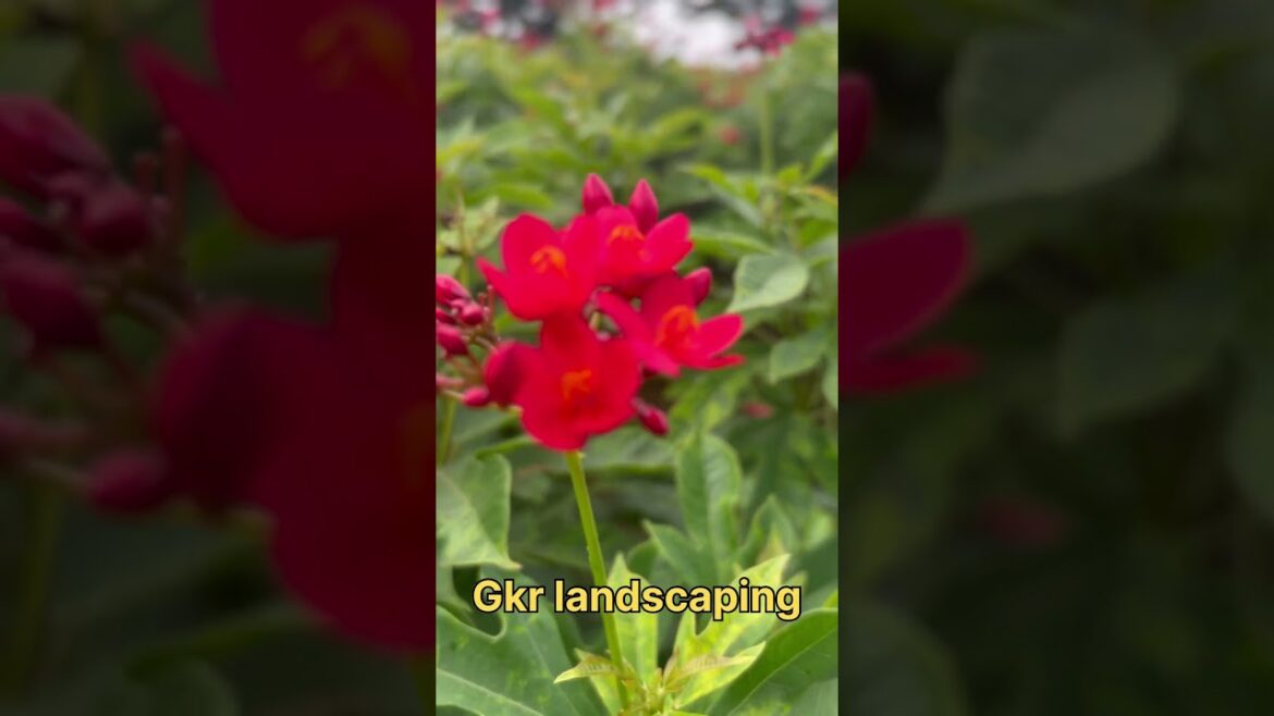 Jatropha plots #good #flowers #like #nature #love #viralvideo #garden #design #colors #viralvideo