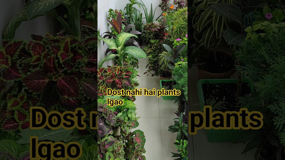 Balcony garden | Container garden | Small balcony garden idea💡| Best indoor plants🌱| #trending#viral Balcony garden | Container garden | Small balcony garden idea💡| Best indoor plants🌱| #trending#viral