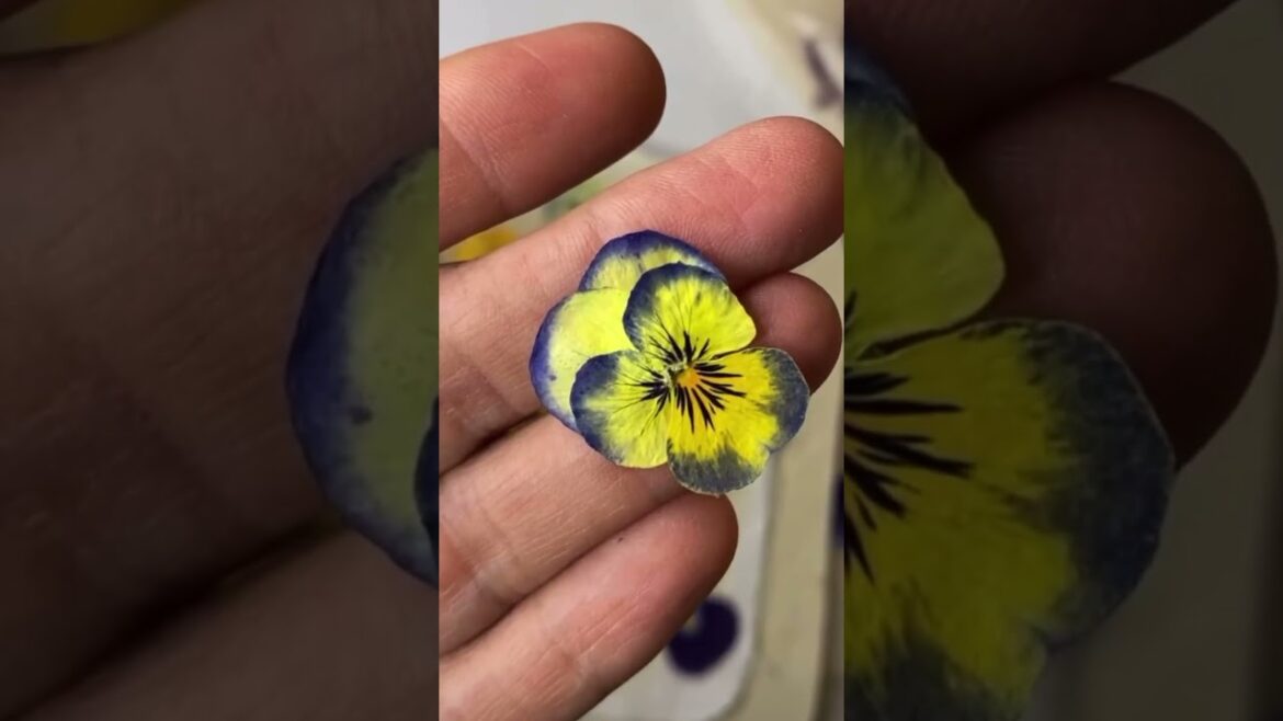 Pressing Flowers with the Microwave?! #desertgardening #pressedflowers #microfleur