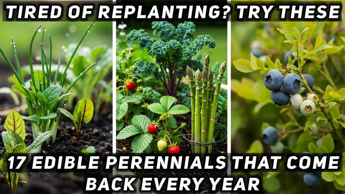 Tired of Replanting? Try These 17 Edible Perennials That Come Back Every Year Tired of Replanting? Try These 17 Edible Perennials That Come Back Every Year