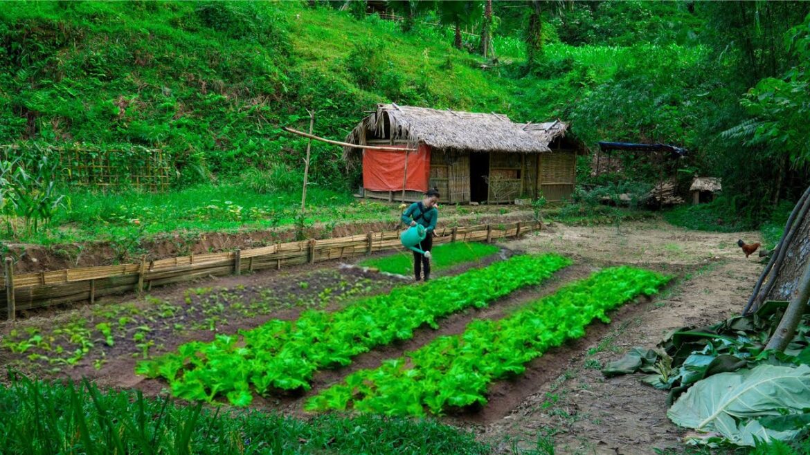 Mountain gardening: building organic vegetable gardens, planting and harvesting farm products.