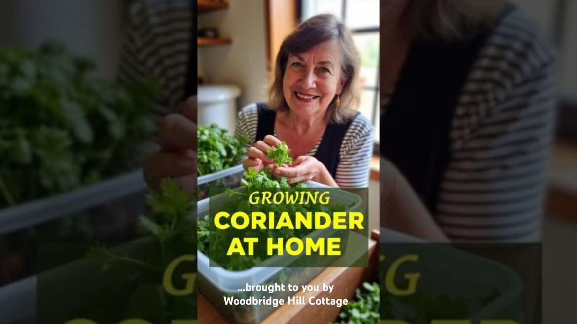 Growing Coriander at Home #woodbridgehillcottage #shorts #gardening #coriander #containergardening Growing Coriander at Home #woodbridgehillcottage #shorts #gardening #coriander #containergardening