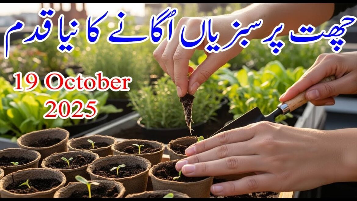 New Step for Growing Vegetables on Roof | Winter Garden Update 2025 New Step for Growing Vegetables on Roof | Winter Garden Update 2025