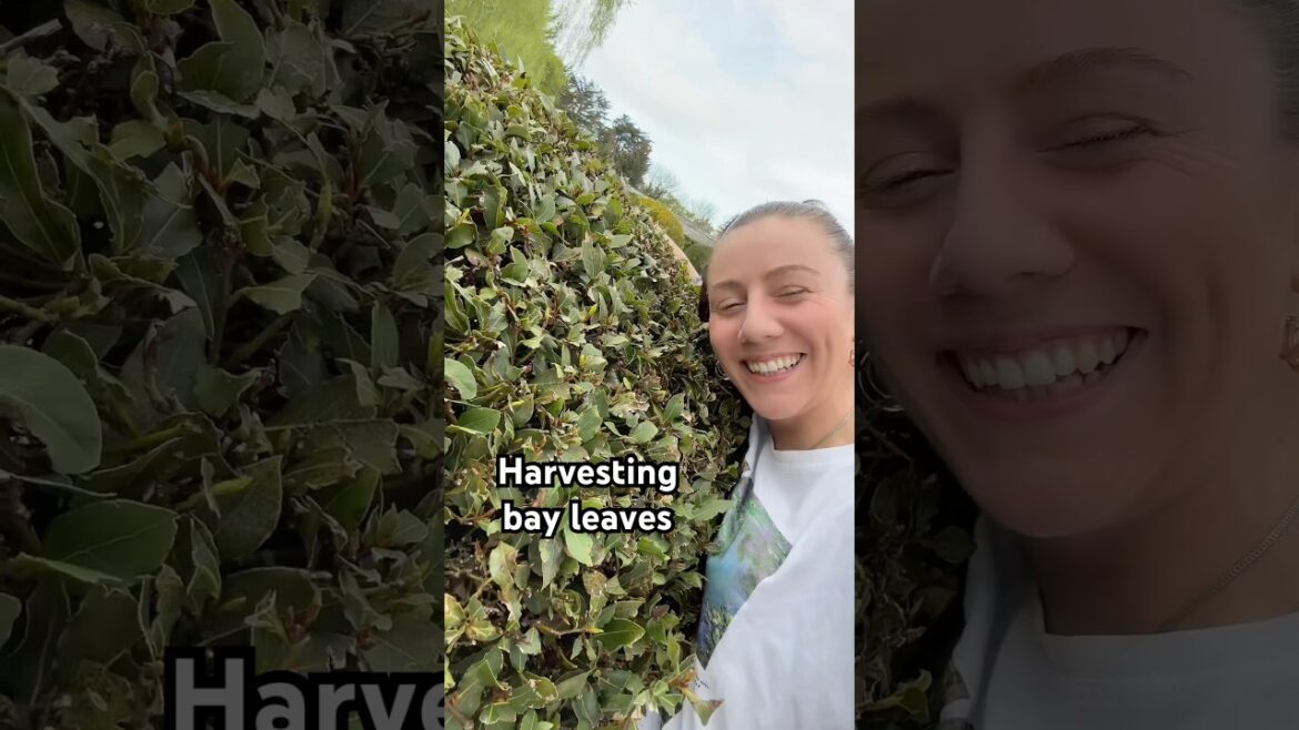 Do you have an edible bush?🤔harvesting bay leaves 🍃 #harvesting #gardenharvest #kitchengarden Do you have an edible bush?🤔harvesting bay leaves 🍃 #harvesting #gardenharvest #kitchengarden