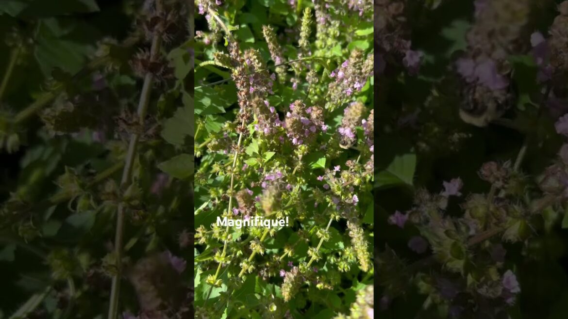 Look at these tomatoes in November! #gardening #latebloomers