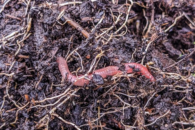 Diarmuid Gavin: Use the ‘no dig’ method to protect delicate soil Diarmuid Gavin: Use the ‘no dig’ method to protect delicate soil