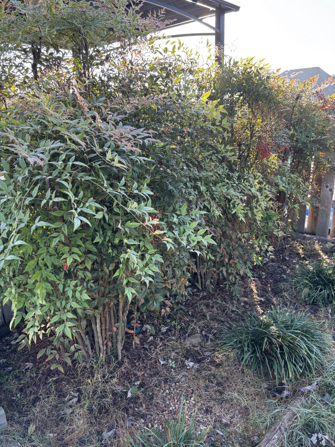 What is this landscape plant in East Tennessee? Has red berries in the fall.