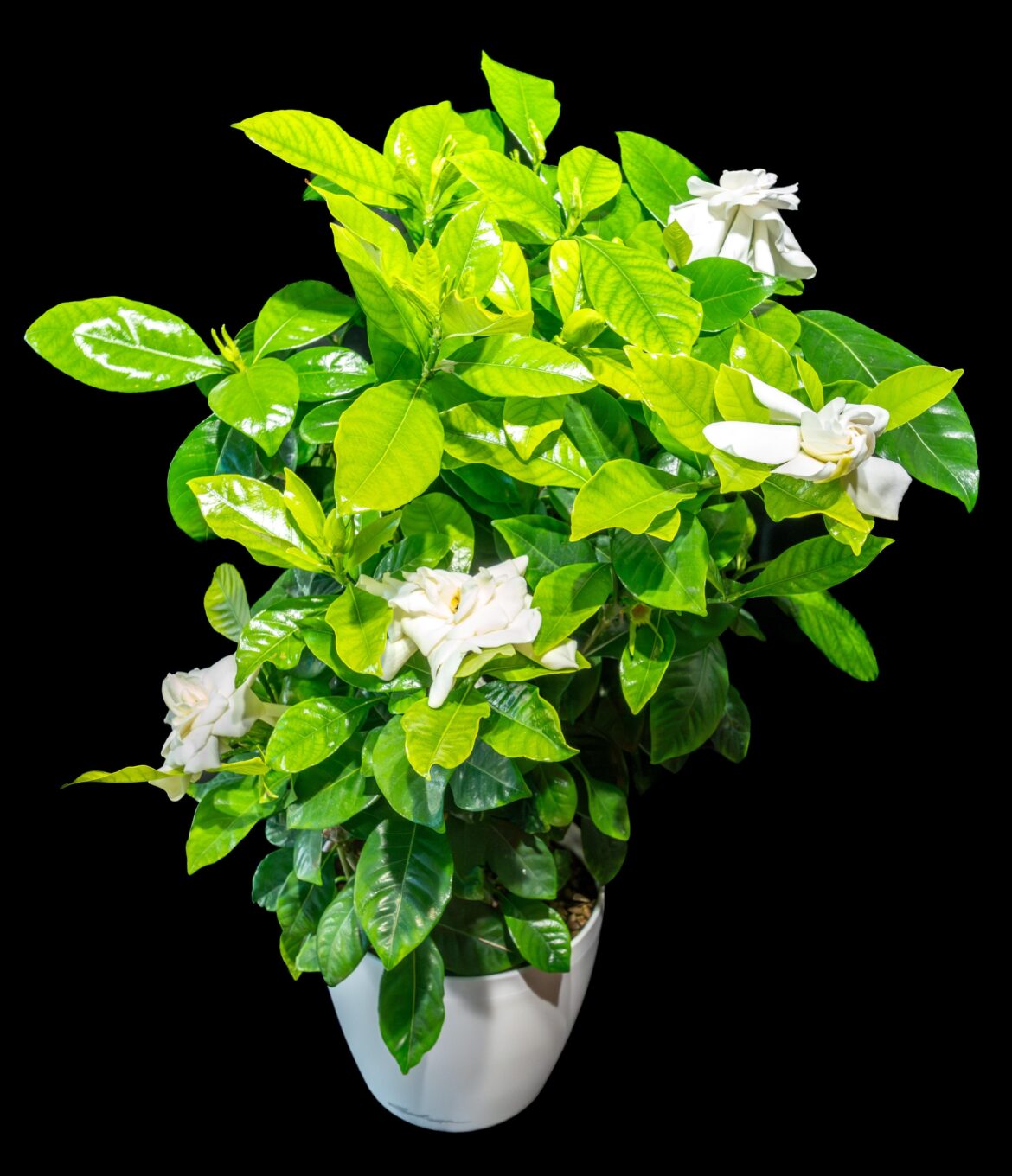 My gardenia is flowering in November