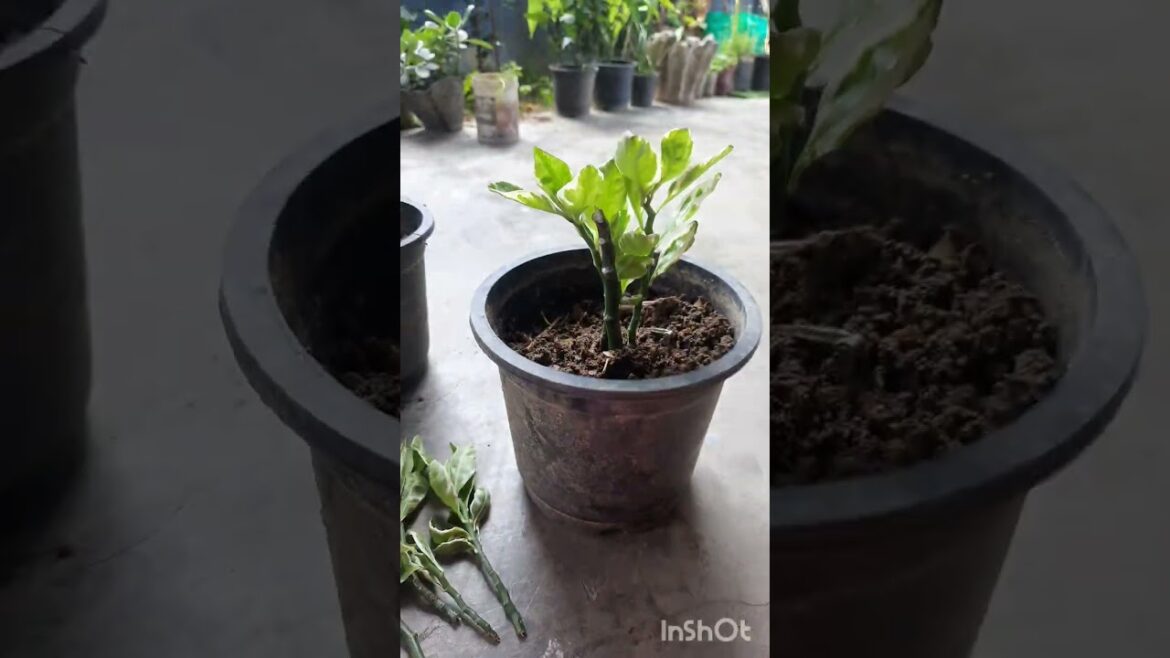 chori ka maal zigzag plant #viralvideo #garden #trending #gardening #plants #nature #youtube #trends chori ka maal zigzag plant #viralvideo #garden #trending #gardening #plants #nature #youtube #trends