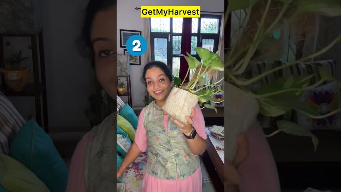 ✨5 Must-Know Indoor Plant Decor Tips🏡 | खूबसूरती बढ़ाएं आसानी से #indoorplants ✨5 Must-Know Indoor Plant Decor Tips🏡 | खूबसूरती बढ़ाएं आसानी से #indoorplants