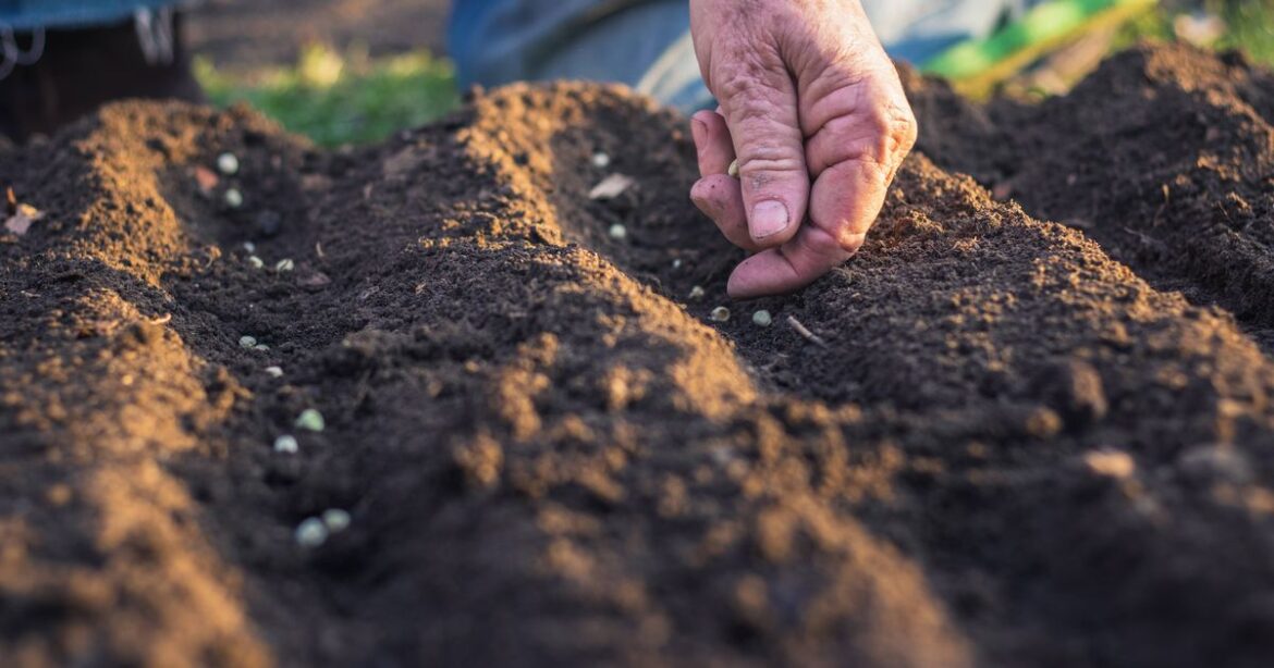 Sowing one particular crop in October will ensure it thrives in spring Birmingham Live