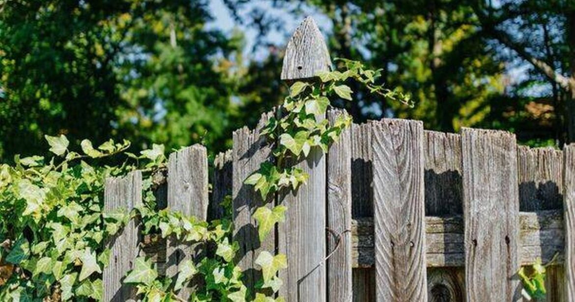 English ivy will ‘die off’ if you remove one section of ‘nightmare’ plant Daily Mirror