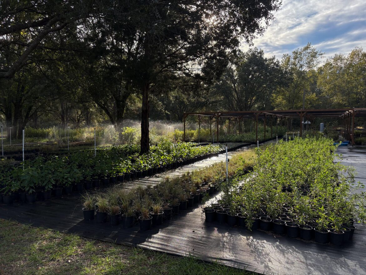 We grow Florida native plants!