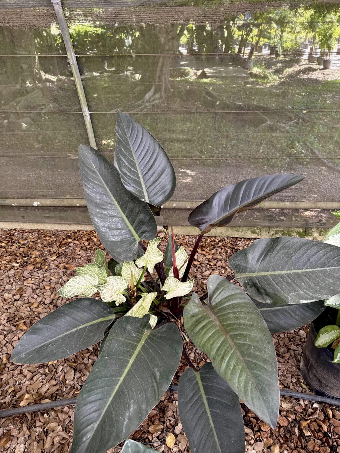 This red diamond philodendron decided to be a  birkin lol
