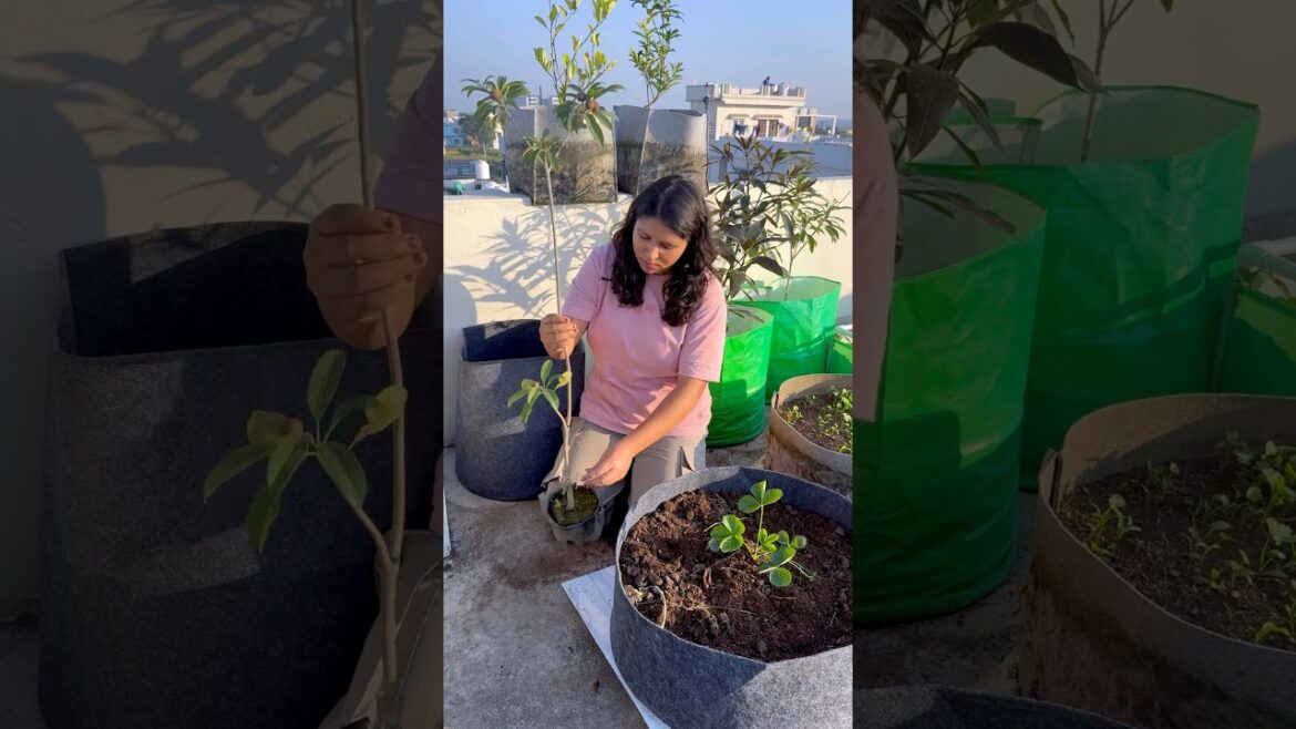 How to grow fruits on terrace (planting chiku) #fruit #gardening #youtubeshorts How to grow fruits on terrace (planting chiku) #fruit #gardening #youtubeshorts