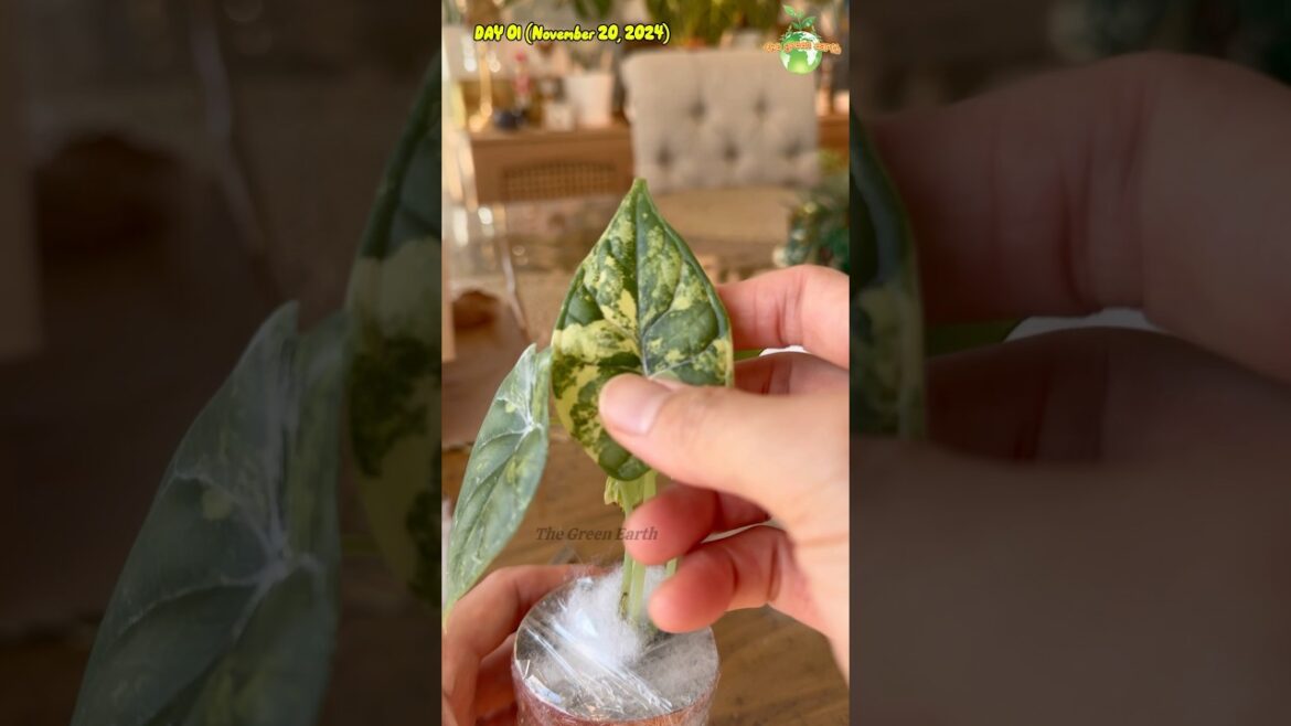 Alocasia Dragon Scale Albo Variegated - Unboxing #alocasia #thegreenearth #plants