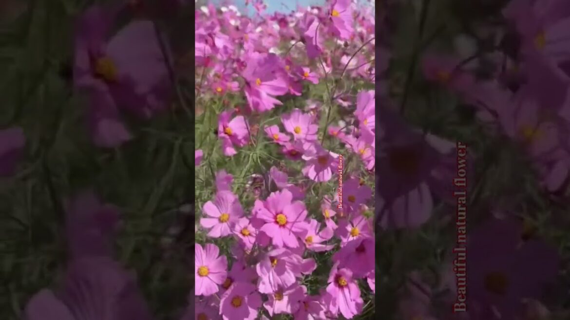 Flower #gardendesign #plantsofindia #flowers #terracegardenindia #nature #rose #flower #flowergarden