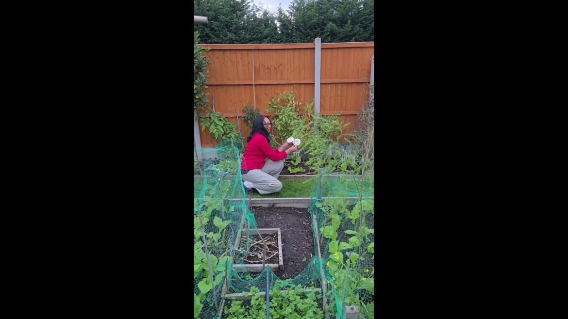 Found these mushrooms in the garden but not sure if edible or not 😅