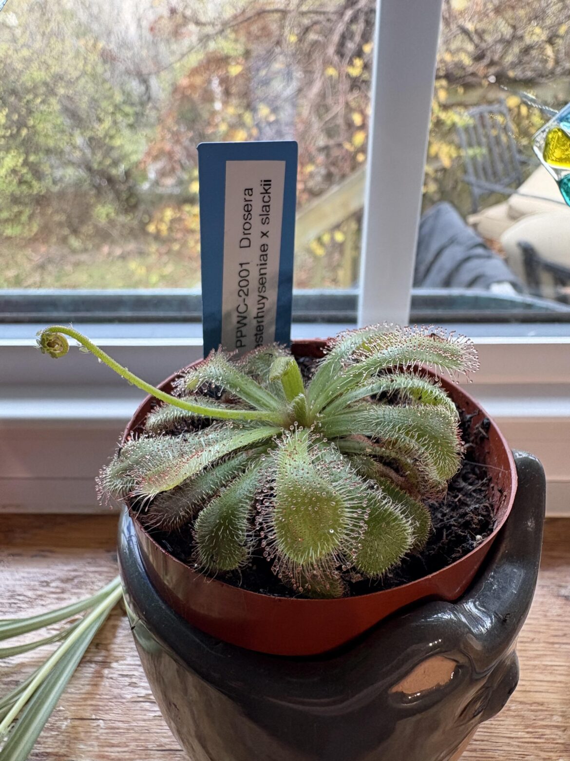 My drosera is confused…but apparently happy! My drosera is confused…but apparently happy!