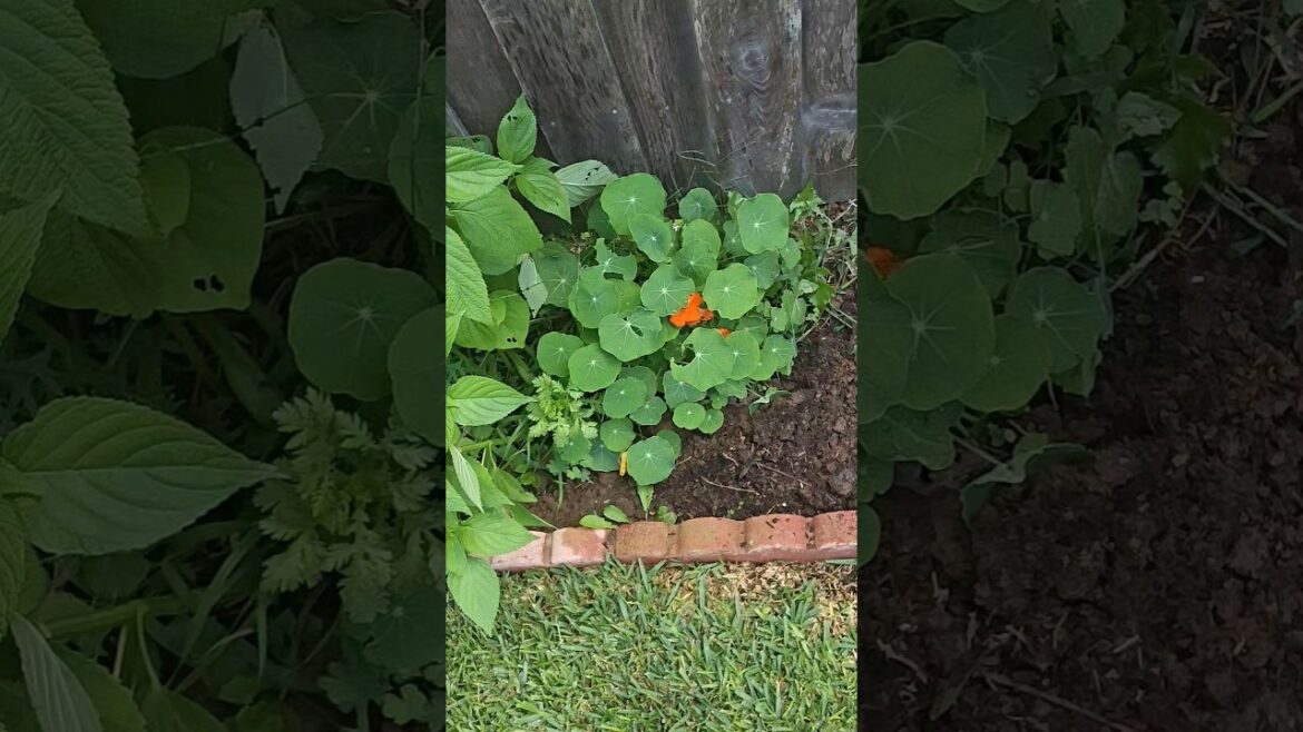 Nasturtiums edible flowers, borage for your culinary dishes, foods #edible #ihavethisthingwithplants