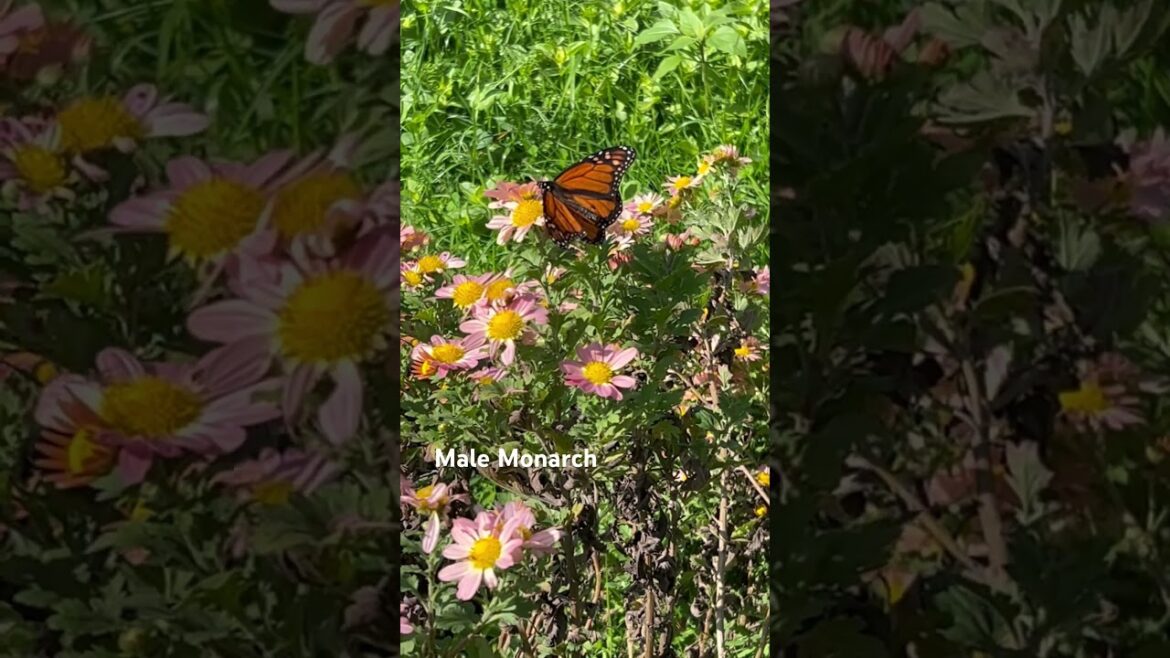 Male Monarch on Rare Mum!