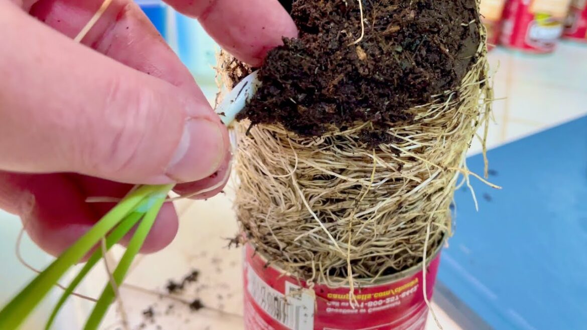 How to Make Salad from Soup