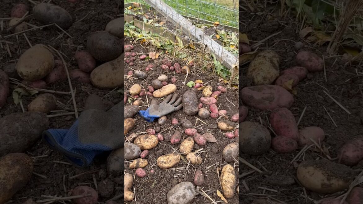 Easiest way to Grow Potatoes for a Big Harvest #vegetablegarden #selfsufficiency