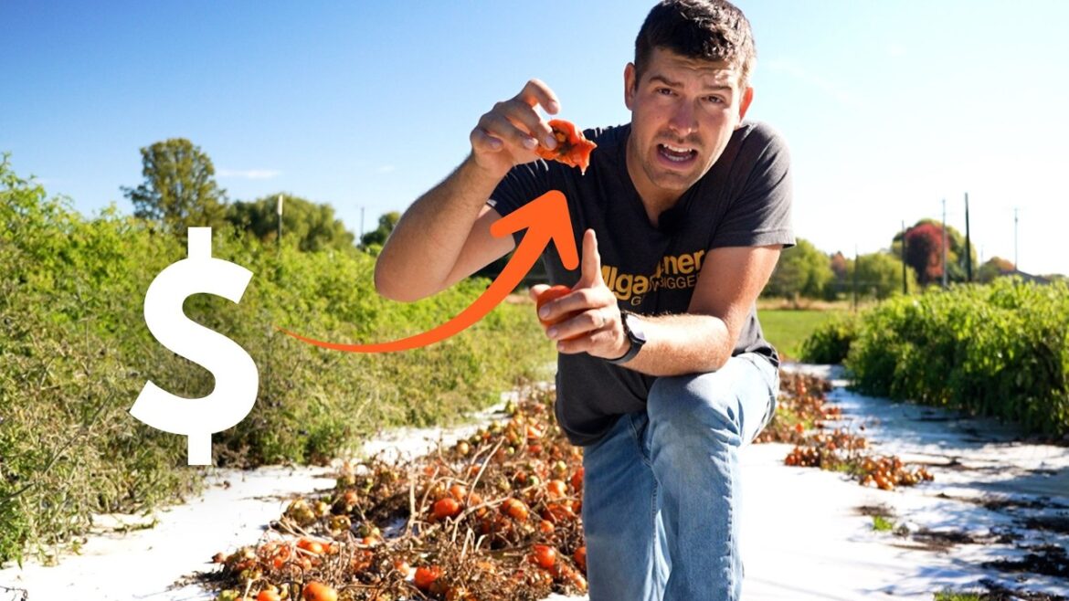 MIgardener: Those Cost of This Tomato Will SHOCK You Those Cost of This Tomato Will SHOCK You