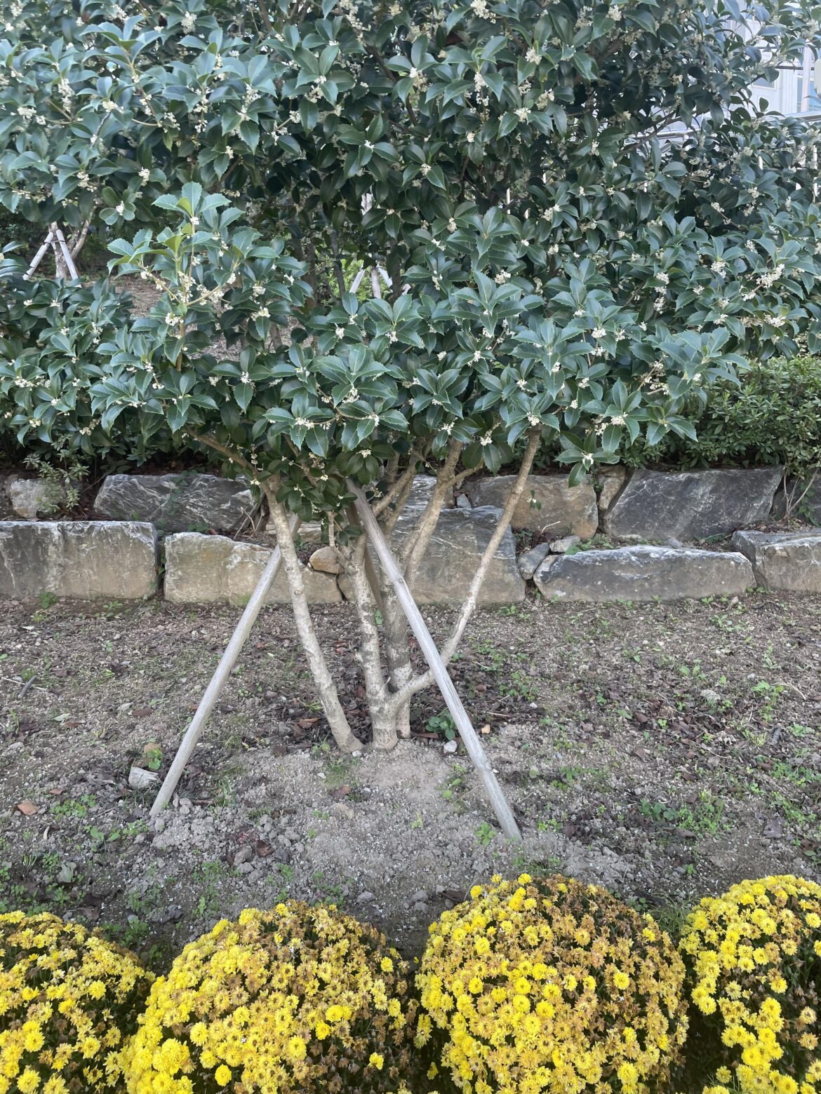 In South Korean park, smells amazing! Autumn time bloom