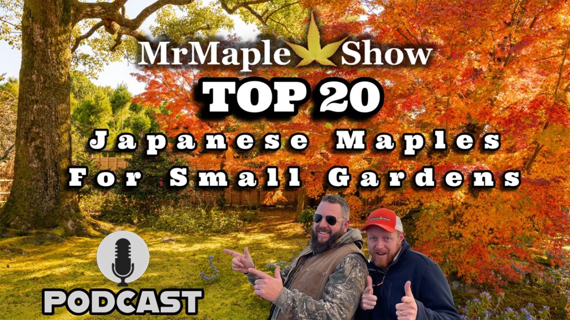 Top 20 Japanese Maples For Small Gardens | MrMaple Show Podcast Top 20 Japanese Maples For Small Gardens | MrMaple Show Podcast