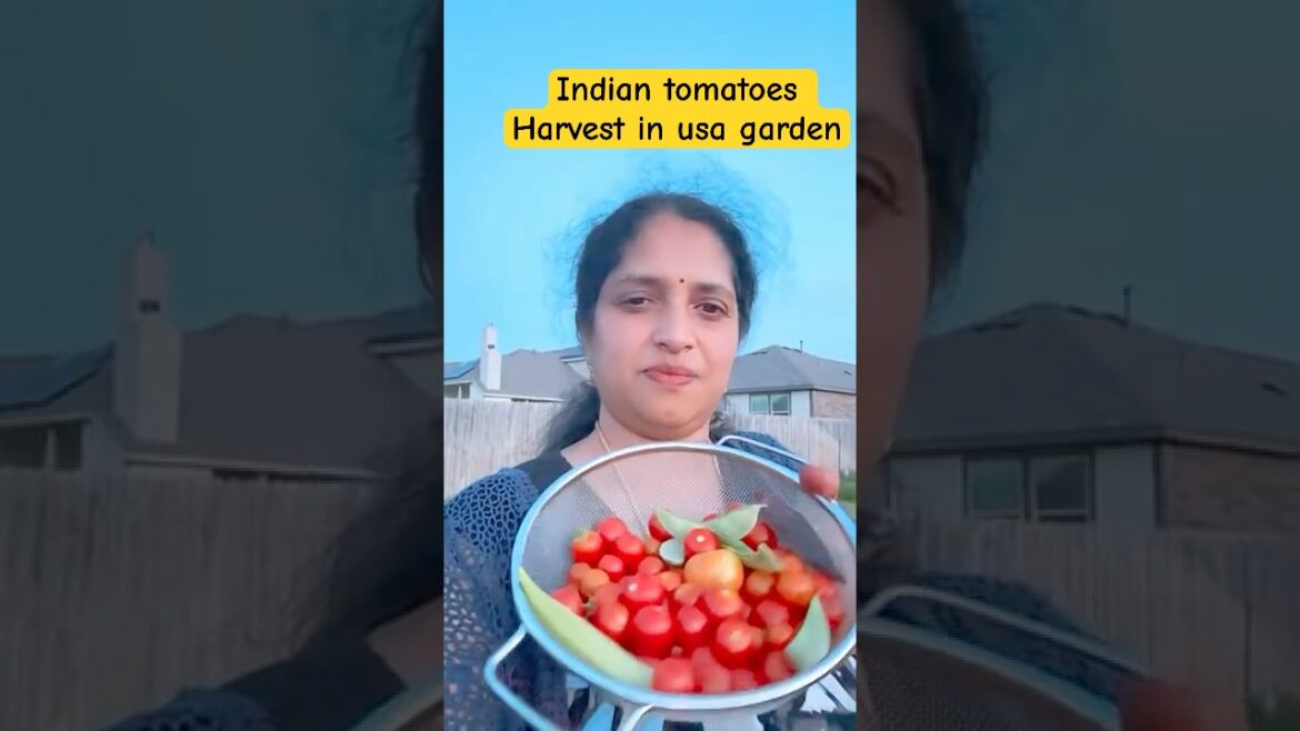 అమెరికా లో వ్యవసాయం/. Tomatoes harvest అమెరికా లో వ్యవసాయం/. Tomatoes harvest